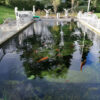 Zeigt kompletten Teich mit klarem Wasser nach der Installation eines passenden Filters. Die Filteranlage von Smartpond war hier ideal.