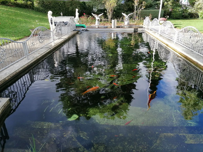 nachher-projekt-filternalage-klares-wasser Zeigt kompletten Teich mit klarem Wasser nach der Installation eines passenden Filters. Die Filteranlage von Smartpond war hier ideal.
