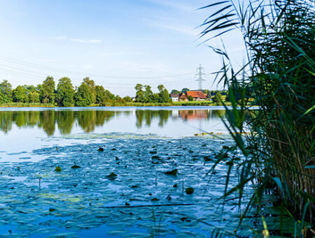 Vorschaubild für den Sommer Ratgeber des Koi Center Seeland