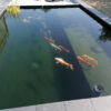 Ein moderner, schöner Koi Teich der sich sehr gut einfügt. Man sieht zudem die erste Koi Im Teich schwimmen. Die Farben kommen dank dem klaren Wasser sehr gut zur Geltung.