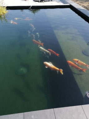 Ein moderner, schöner Koi Teich der sich sehr gut einfügt. Man sieht zudem die erste Koi Im Teich schwimmen. Die Farben kommen dank dem klaren Wasser sehr gut zur Geltung.