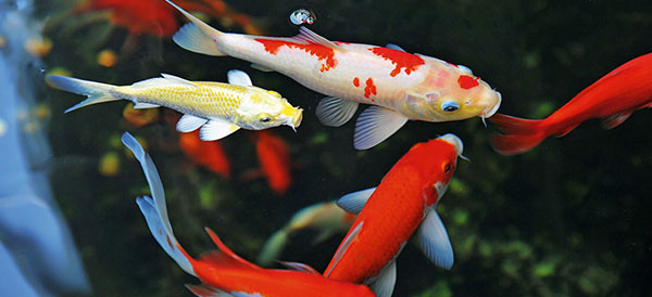 Koi Fische im Teich